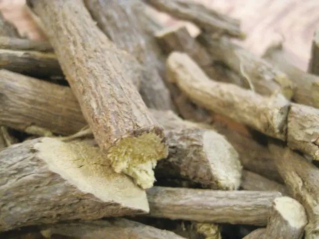 REGALIZ (Glycyrrhiza glabra)