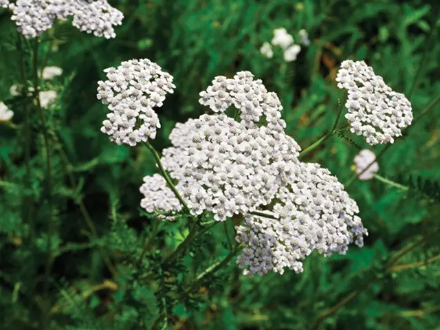MILENRAMA (Achillea millefolium L.)