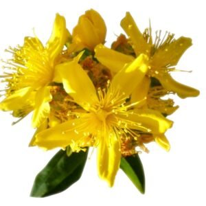 HIPÉRICO (Hypericum perforatum)