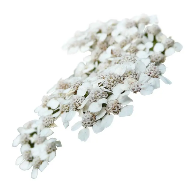 MILENRAMA (Achillea millefolium L.)