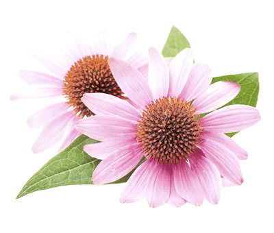 Equinacea, Saludavida