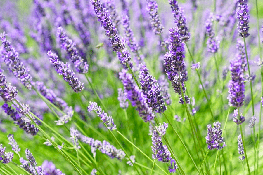 Saludavida, Productos vegetales para tu cuidado