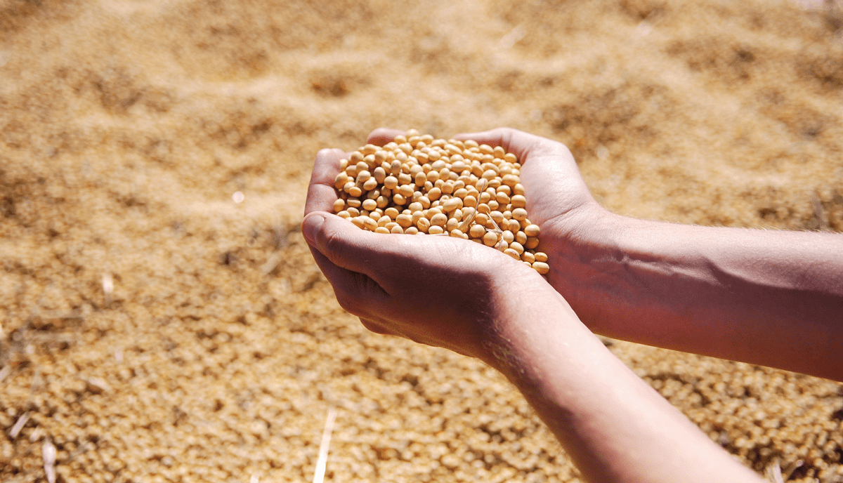 Saludavida, beneficios de la soja