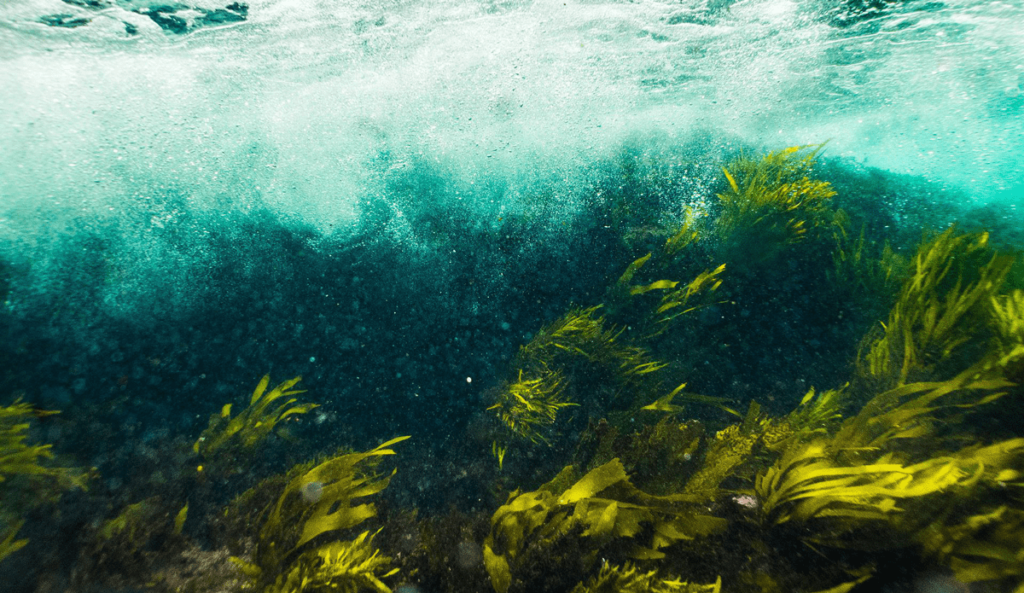 Saludavida, microalgas y omega 3